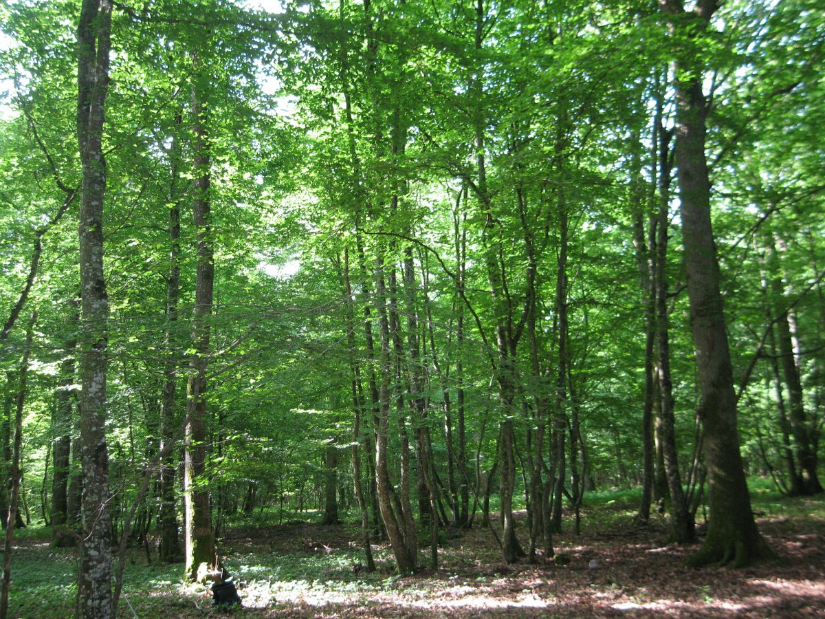 Le bois de nos forêts - ETS Michel